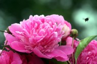 颜色艳丽的牡丹花图片(15张)