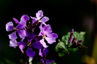 紫色诸葛菜图片(11张)