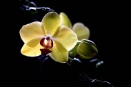 光影下的兰花图片(8张)