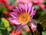 温暖睡莲花卉图片(6张)