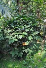 丁公藤植物图片(1张)