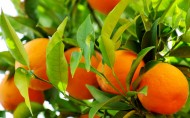 树上的橘子图片(5张)