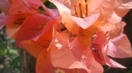 三角梅花卉图片(6张)
