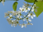 白色杏花图片(16张)