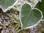 霜冻的叶子图片(15张)