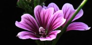 粉色锦葵图片(16张)