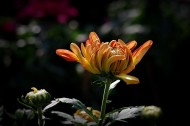 娇艳的菊花图片(10张)