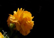 黄色的西洋牡丹花毛茛图片(5张)