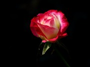 秋日绽放的美艳玫瑰花图片(8张)