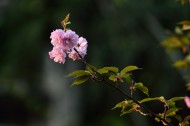 粉色的樱花图片(13张)