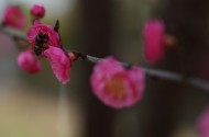 粉红色梅花图片(16张)