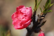 红粉桃花图片(15张)