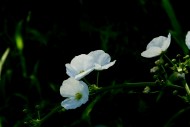 不知名的白色小野花图片(6张)