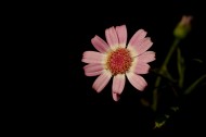 带露珠的粉色瓜叶菊图片(12张)