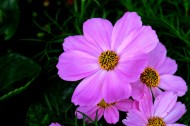 淡紫色波斯菊图片(9张)