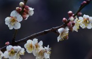 清新腊梅花卉图片(9张)