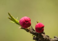 含苞待放的桃花图片(13张)