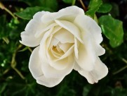 白色玫瑰图片(16张)