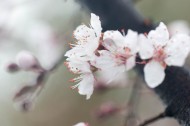 淡粉色樱花图片(13张)