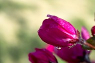 各种颜色的海棠花图片(9张)