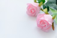 浓情绽放的玫瑰花图片(15张)