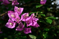 三角梅花卉图片(11张)