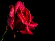 一朵红色的玫瑰图片(10张)