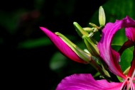 紫荆花图片(24张)