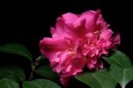 粉红色山茶花图片(12张)