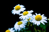 白色雏菊图片(11张)