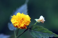 黄色高贵的棣棠花图片(14张)