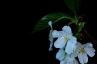 带露珠的白色樱花图片(11张)
