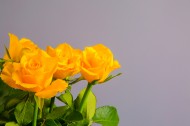 黄色玫瑰花图片(9张)