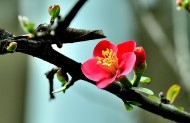 海棠花图片(11张)