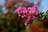 粉红色紫薇花图片(10张)