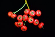 红色火棘果图片(8张)