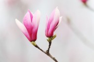 紫玉兰花图片(12张)