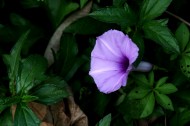 紫色牵牛花图片(17张)