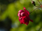 枣红色的月季花图片(6张)