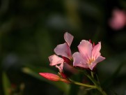 粉色夹竹桃图片(10张)