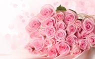 粉色玫瑰图片(8张)
