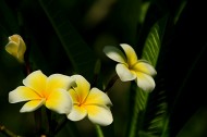 鸡蛋花花卉图片(15张)