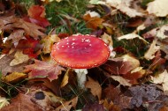 红色蘑菇图片(5张)