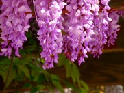 秀丽的紫藤花图片(17张)