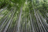 挺拔的竹子图片(11张)