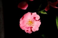 俏丽蔷薇花图片(11张)