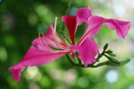 粉红色紫荆花图片(13张)