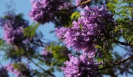 紫色浪漫的蓝花楹图片(6张)
