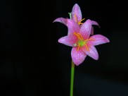 粉色带露珠的百合花图片(9张)