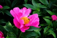 粉色芍药花图片(10张)